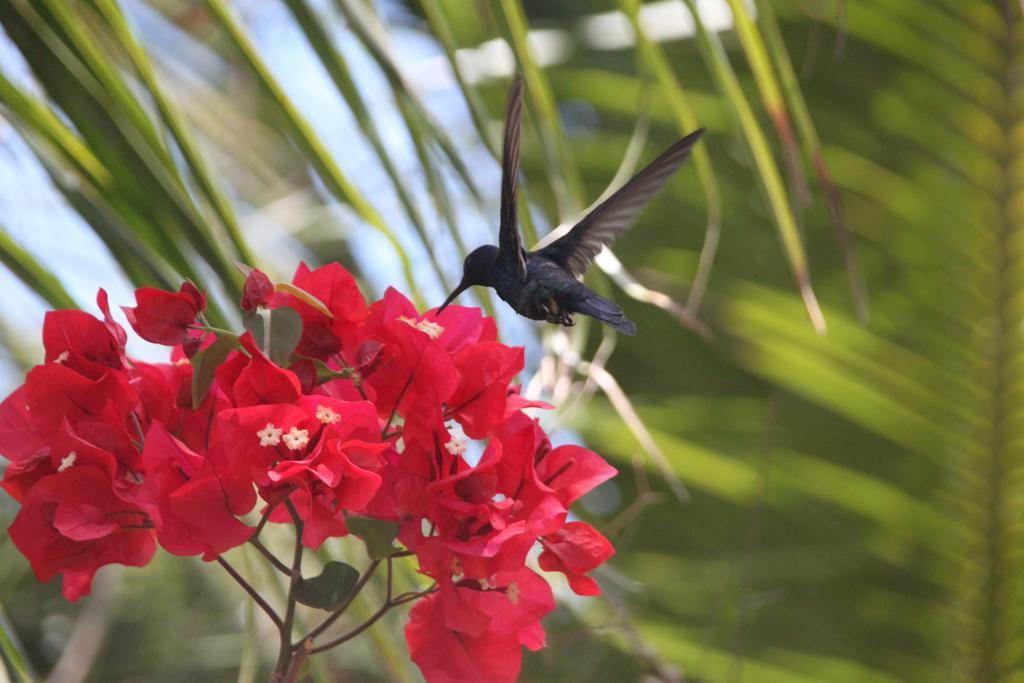 Cumelen Villa Jericoacoara Eksteriør billede